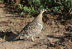 Black-faced Sandgrouse